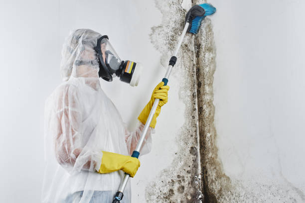 Why You Should Choose Our Mold Remediation Services in Covington, LA